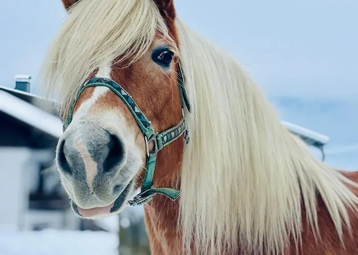 Eco-chalet Matschiedl *